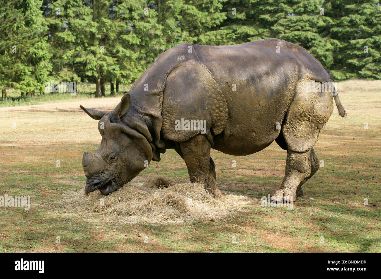 Affaires indiennes, asiatiques ou rhinocéros à une corne, Rhinoceros unicornis, Rhinocerotidae. Banque D'Images