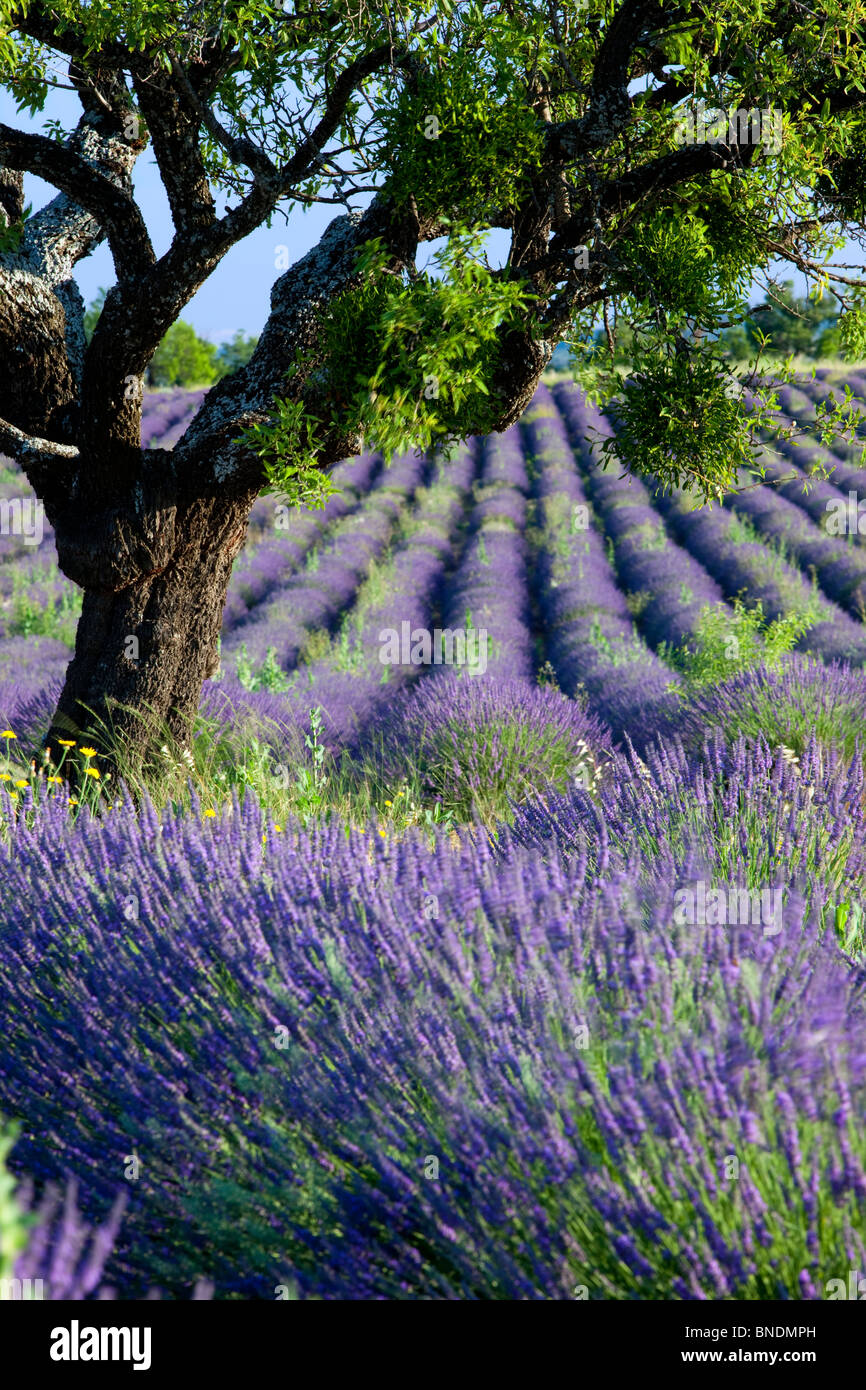Arbre isolé dans un champ de lavande sur le Plateau de Valensole, Provence France Banque D'Images