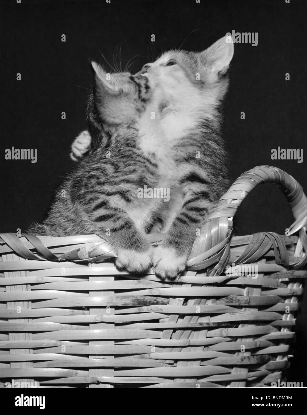Deux chatons jouant dans un panier Banque D'Images