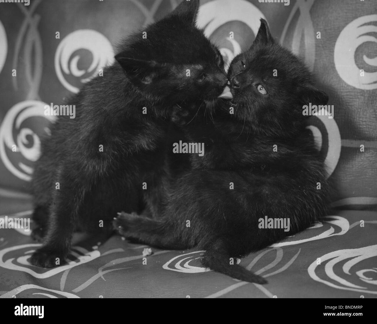 Deux chatons noirs jouant Banque D'Images