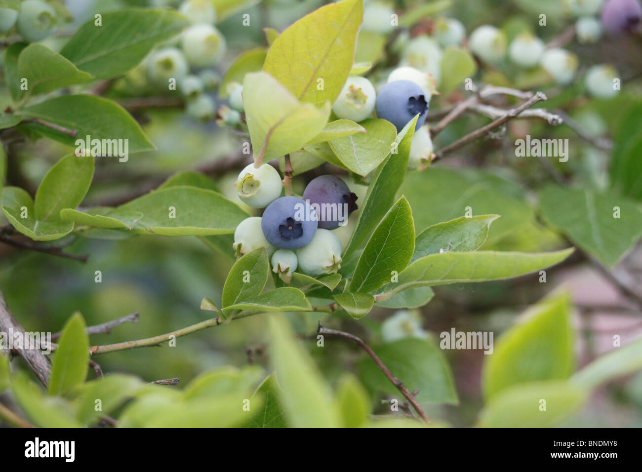 Plants de bleuets, de baies et de feuilles. La myrtille, Vaccinium corybosum Banque D'Images