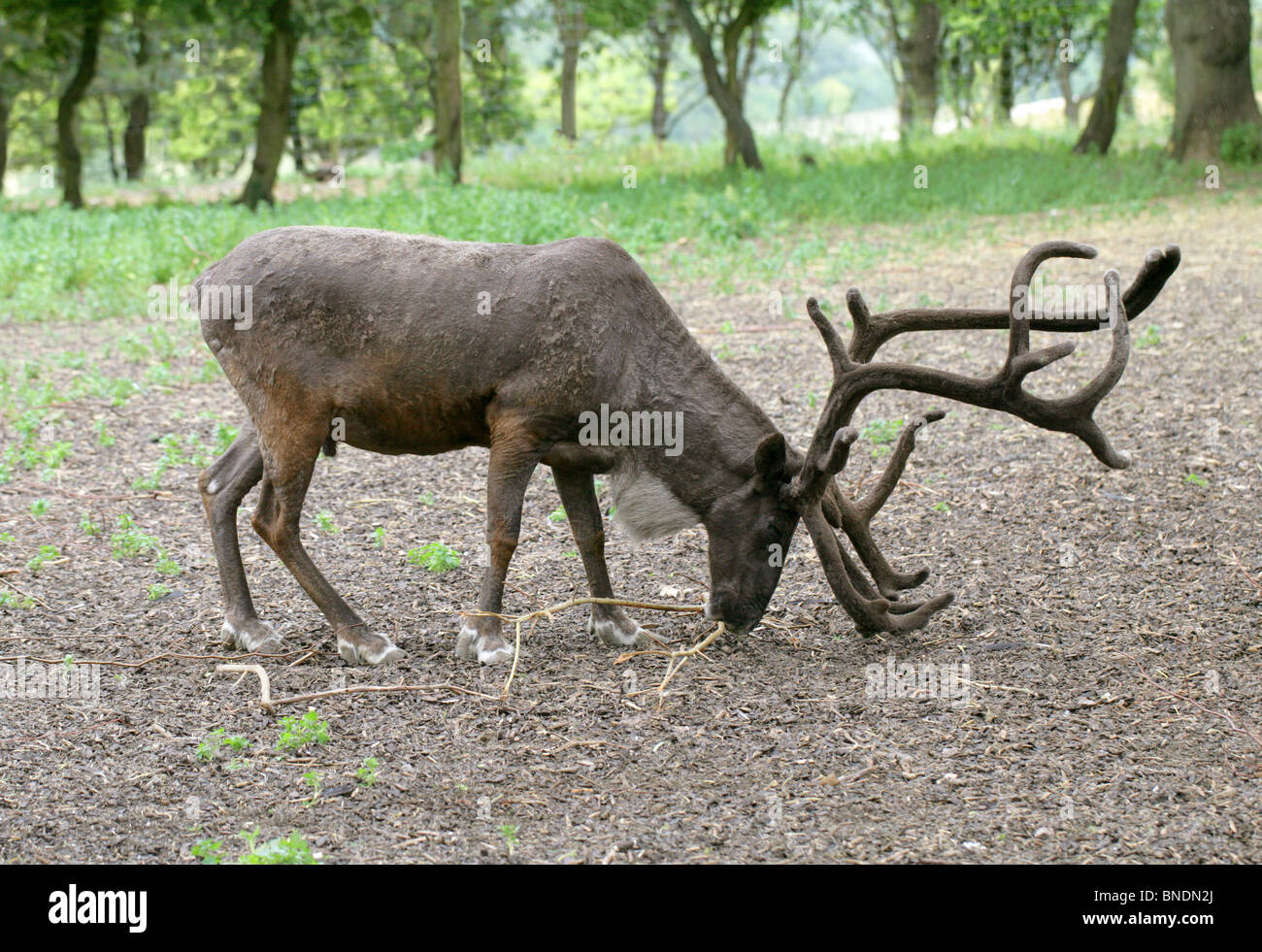 Renne Ou Caribou Mâles, Rangifer Tarandus, Capreolinae, Cervidae. Arctique Et Hémisphère Nord Subarctique. Banque D'Images