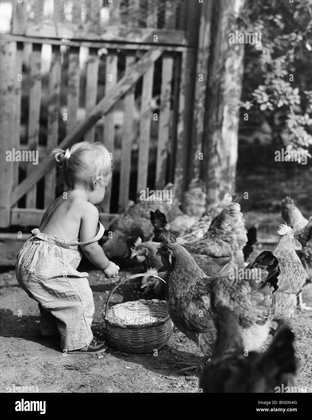 Portrait of a Girl nourrir Poulets Banque D'Images