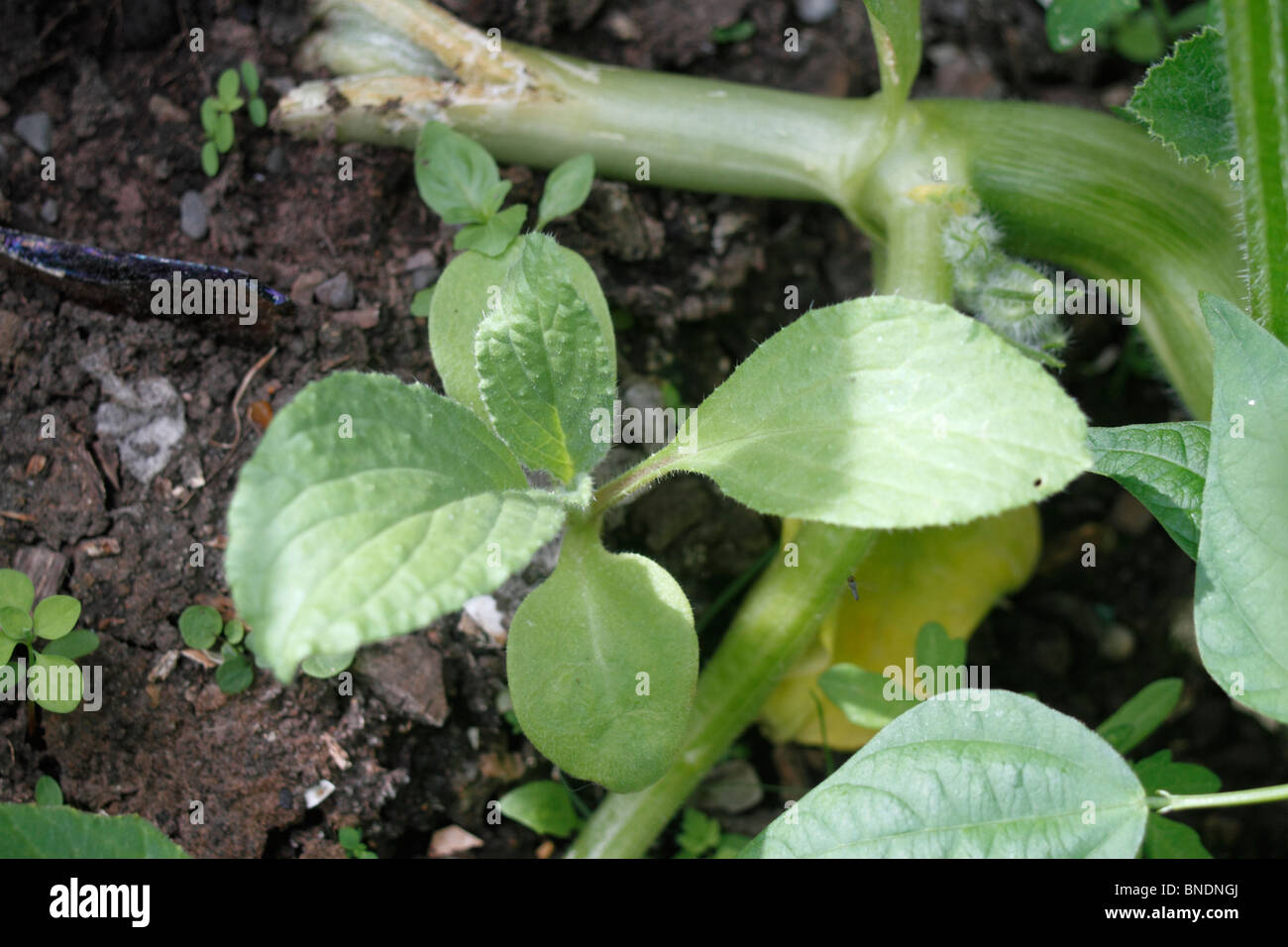 Orcanette vert, Pentaglottis sempervirens, également connu sous le nom de Vipérine commune Evergreen, de la famille des Boraginaceae. Plantes vivaces, membre de th Banque D'Images