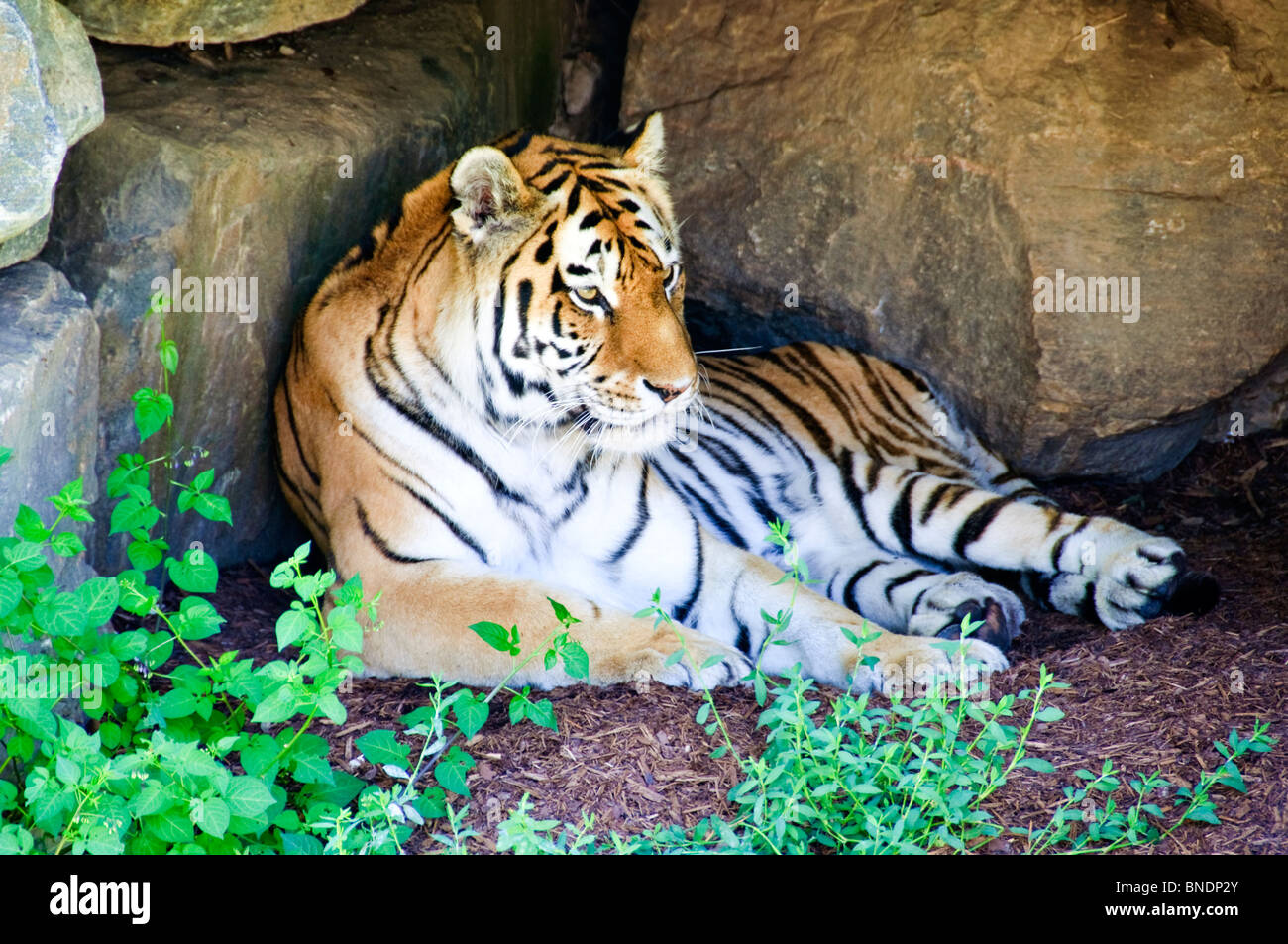 Tigre du Bengale dans son antre Banque D'Images
