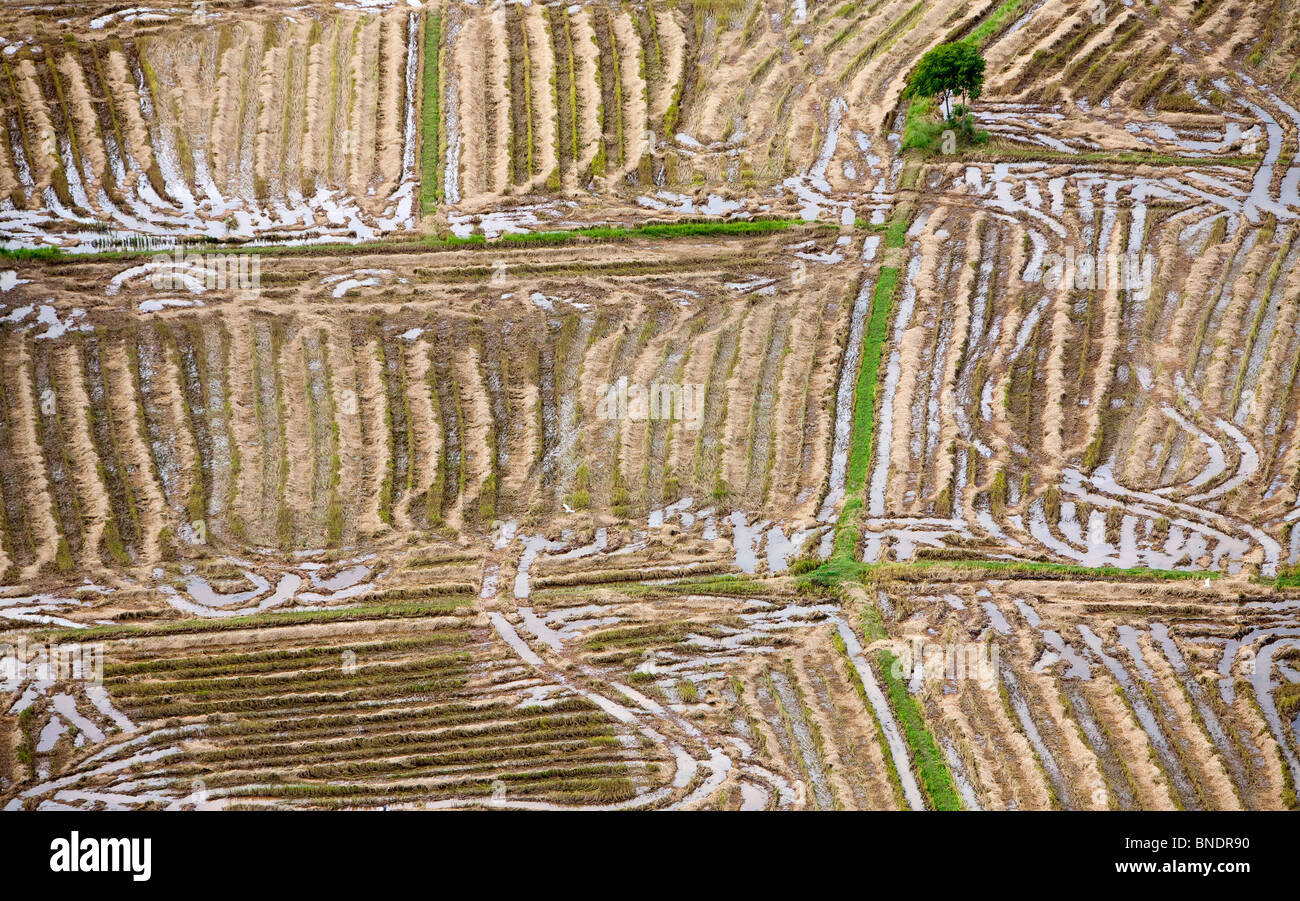 La texture du champ de riz avant plantation, la Thaïlande. Banque D'Images