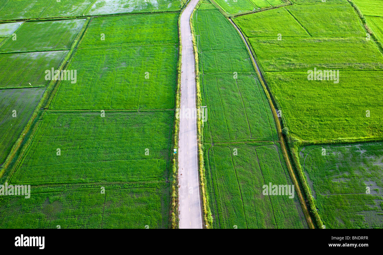 Vue aérienne de champ de riz ou de riz, la Thaïlande Ratchaburi, terrasse. Banque D'Images