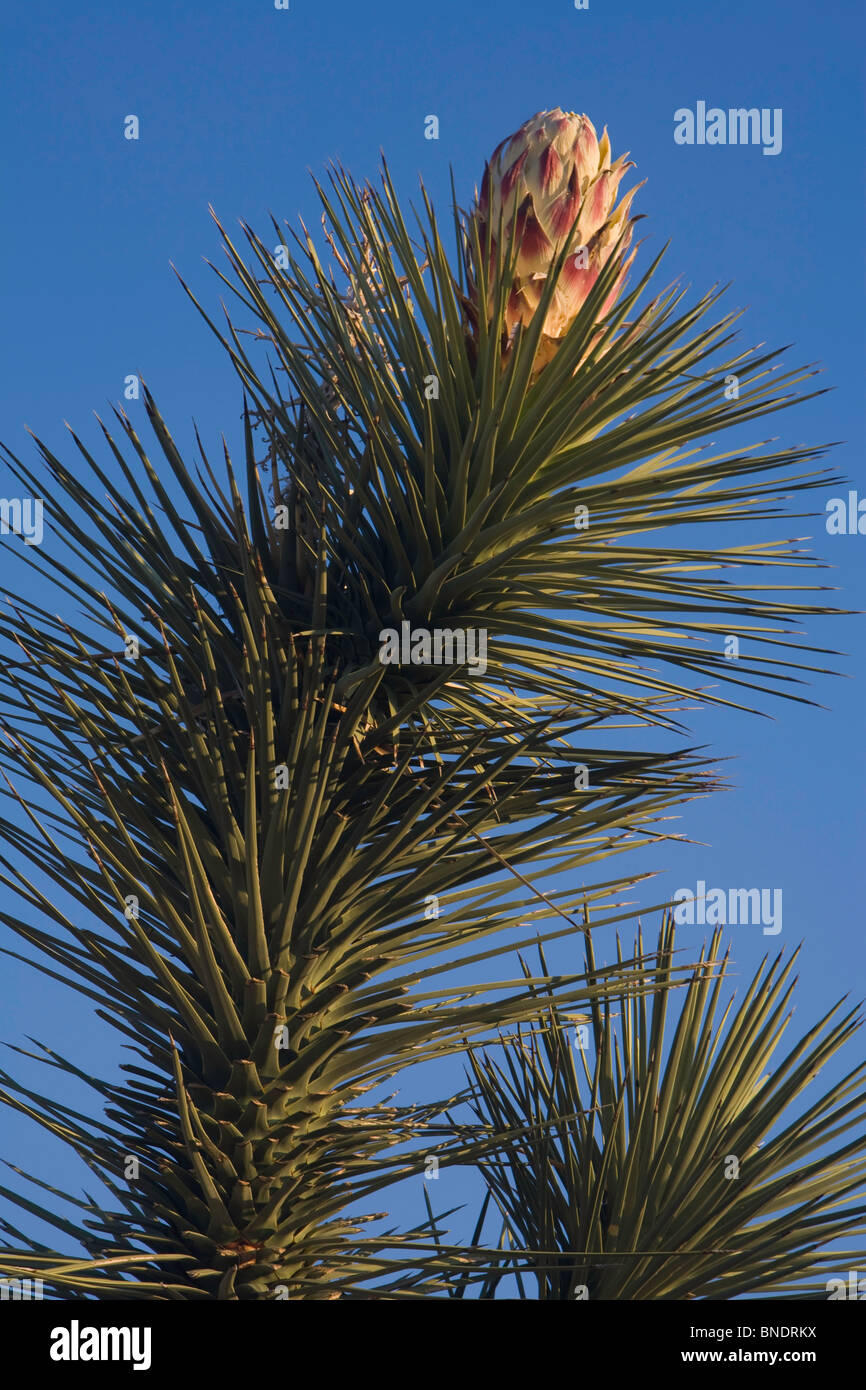 Joshua Tree (Yucca brevifolia) fleurissent dans Joshua Tree National Park, Californie, USA, printemps Banque D'Images