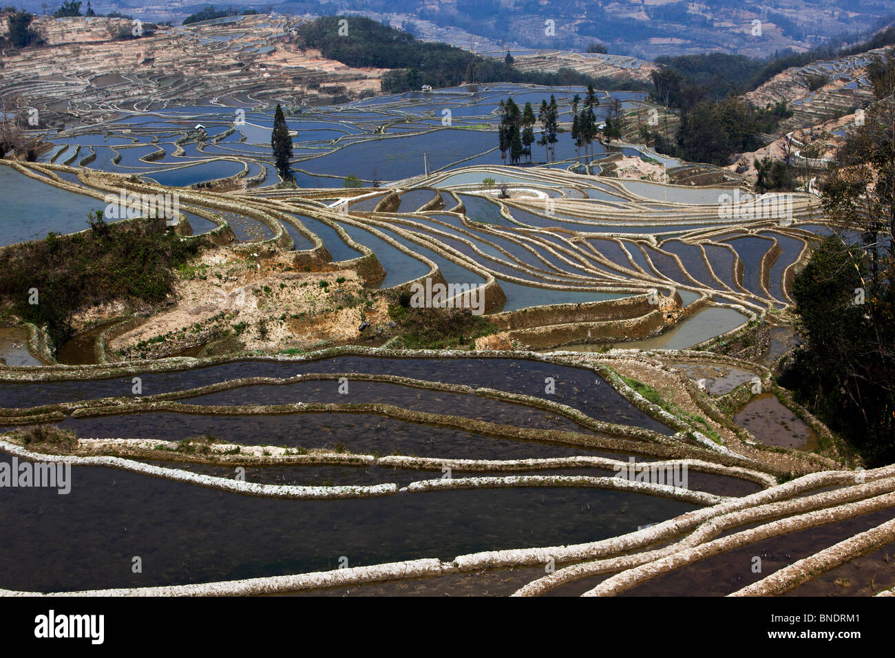 Yuanyang County rizières en terrasses construites par la nationalité Hani, au sud-ouest de la province de Yunnan, Chine. Banque D'Images