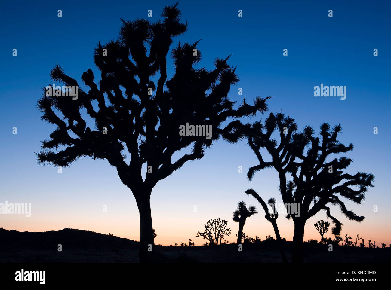 Silhouettes de Joshua Tree à l'aube dans le parc national Joshua Tree, California, USA Banque D'Images