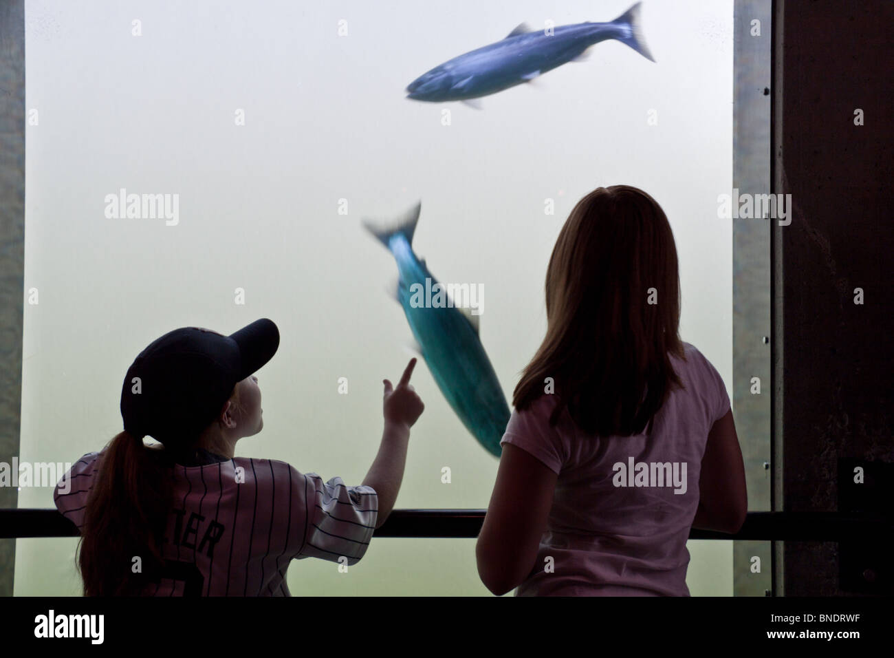 Deux jeunes filles de regarder le saumon dans l'échelle à poissons aux écluses, Seattle Banque D'Images