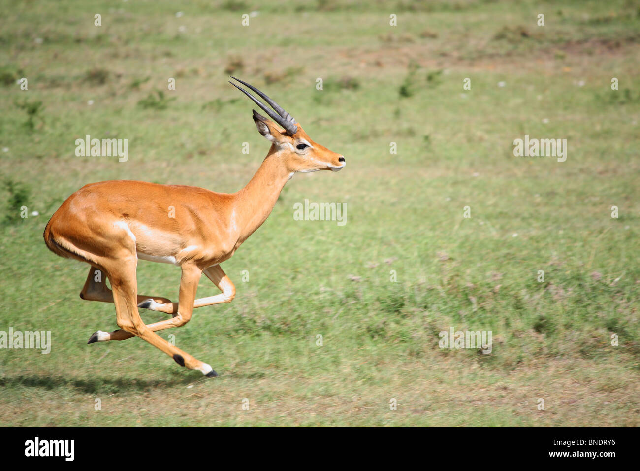 Impala exécutant, Masai Mara, Kenya Banque D'Images