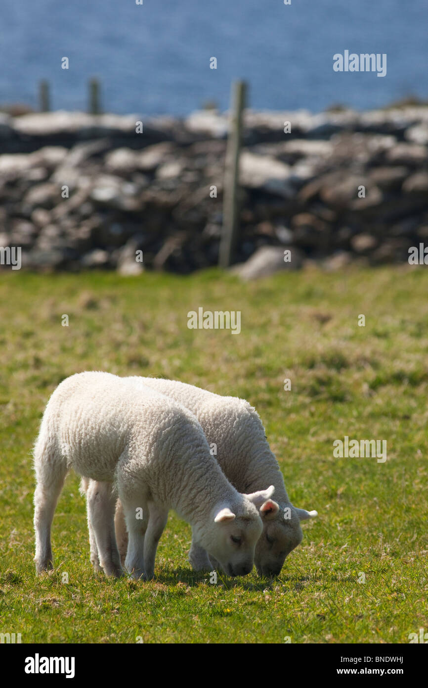 Deux agneaux de la péninsule de Dingle Comté de Kerry Comté de soleil du printemps en République d'Irlande Eire Europe Banque D'Images