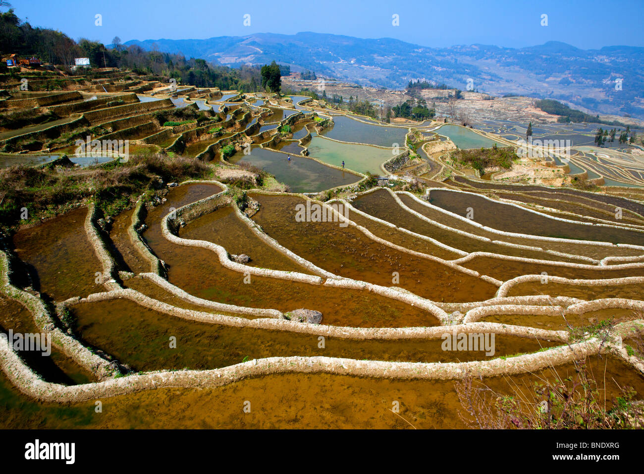 Yuanyang County rizières en terrasses construites par la nationalité Hani, au sud-ouest de la province de Yunnan, Chine. Banque D'Images