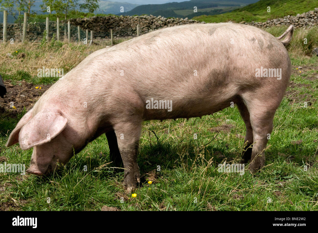 La Lop pig grazing in pasture Banque D'Images