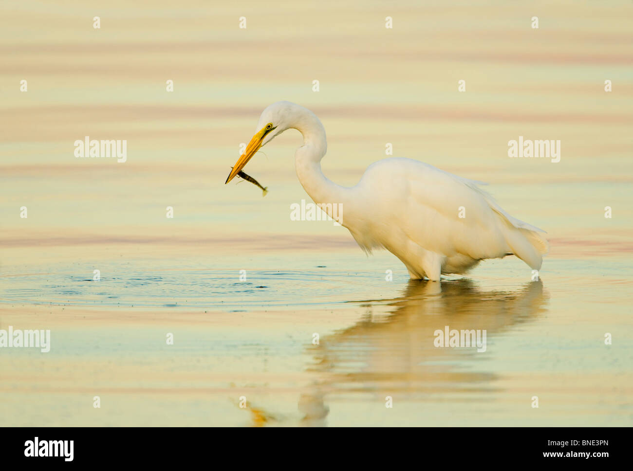 Grande aigrette (Ardea alba) avec une crevette dans son bec Banque D'Images
