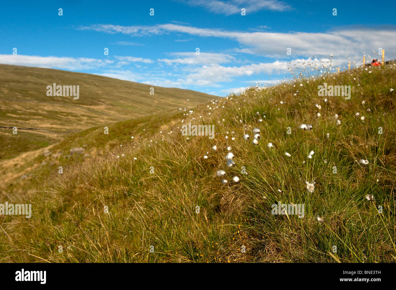 Queue de lièvre d'Eriophorum vaginatum linaigrette ( ) la floraison sur la lande en Cumbria Banque D'Images