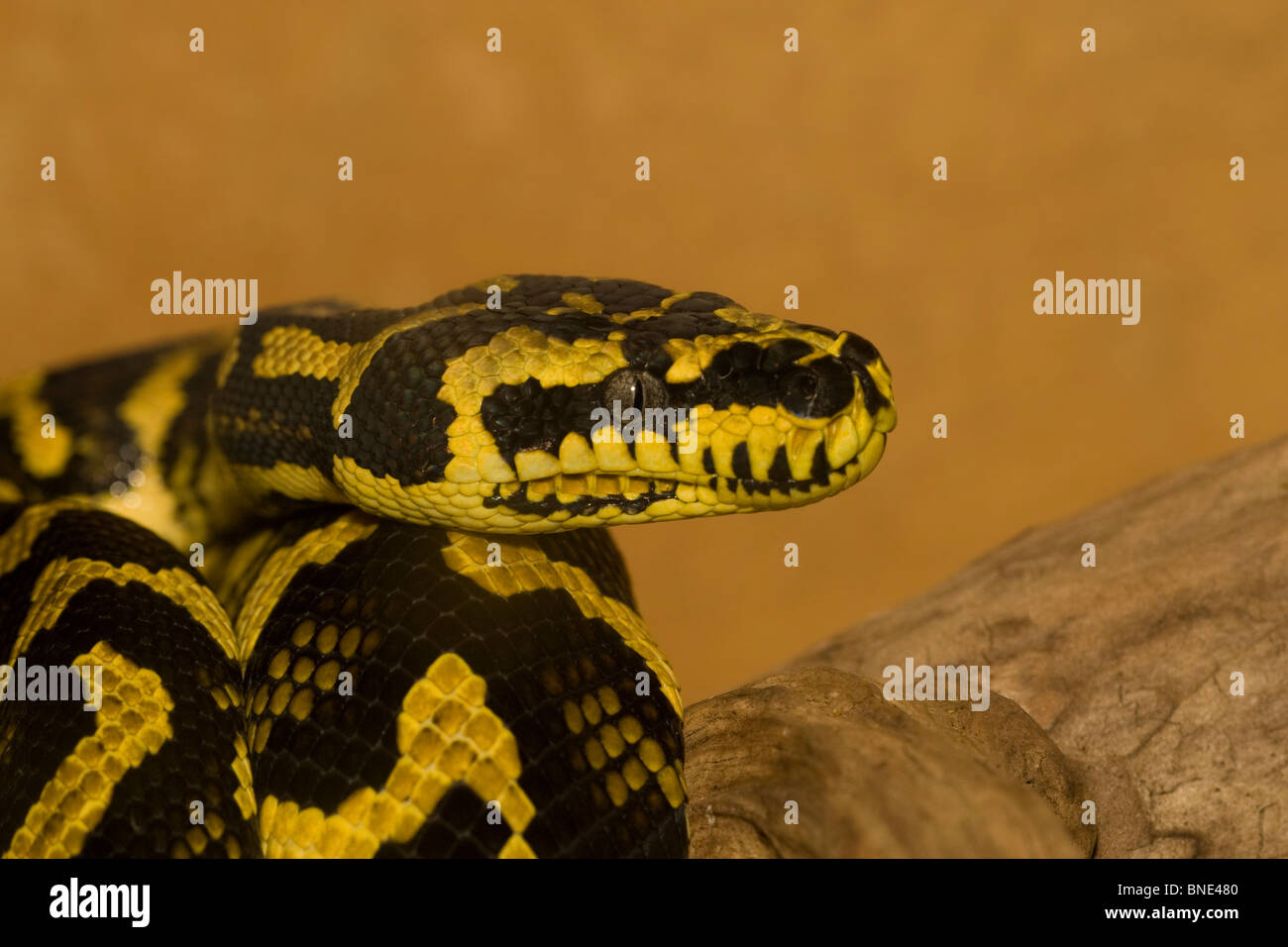 Close-up of Jungle carpet python (Morelia spilota cheynei) Banque D'Images