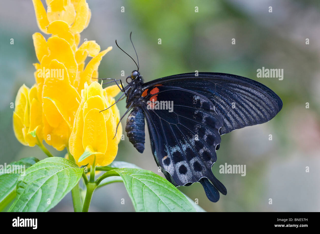 Grand Mormon Papilio memnon (papillon) féconder une fleur Banque D'Images