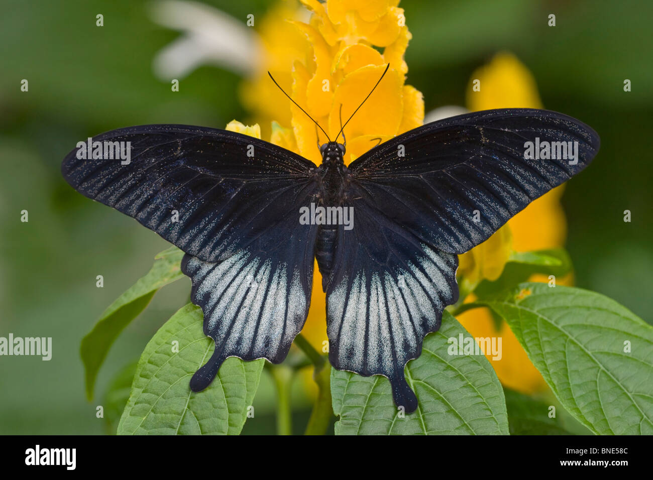 Grand Mormon Papilio memnon (papillon) féconder une fleur Banque D'Images