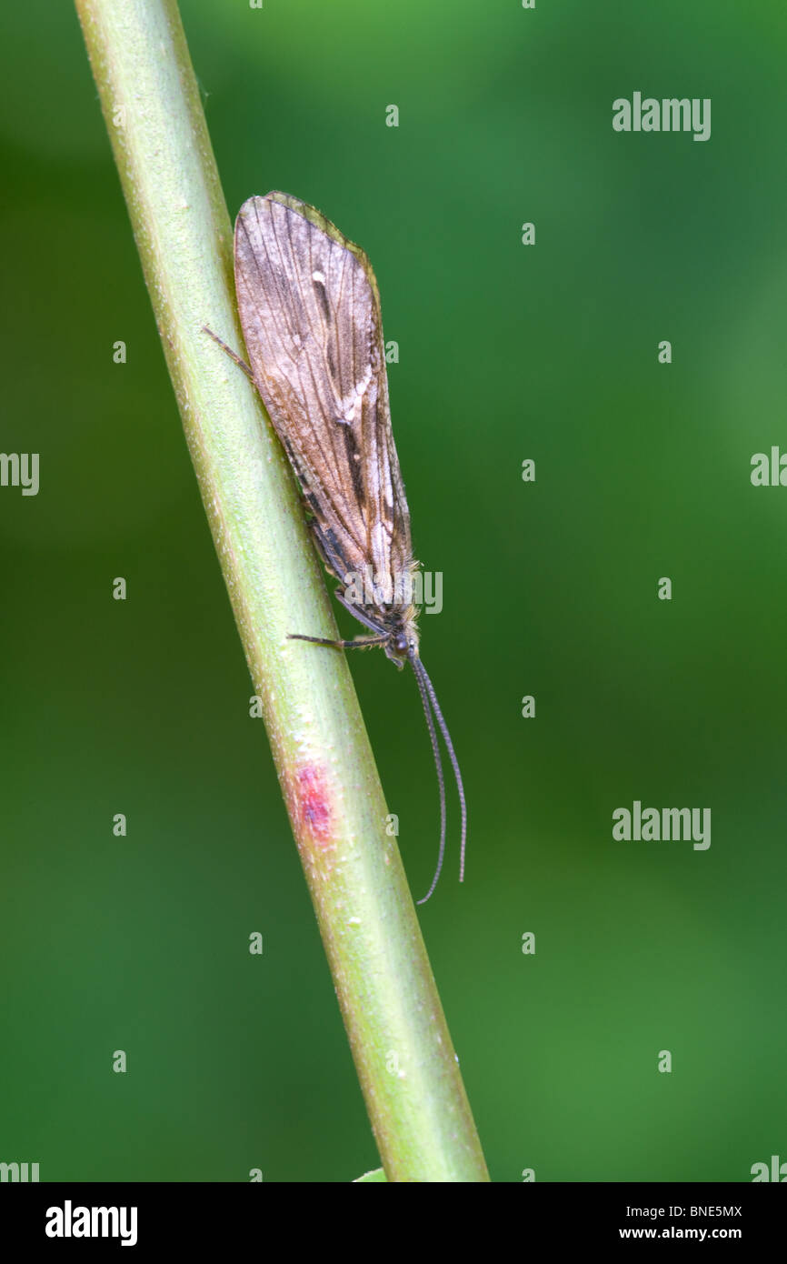 Caddis Fly Phryganea grandis adulte au repos sur une tige Rush Banque D'Images