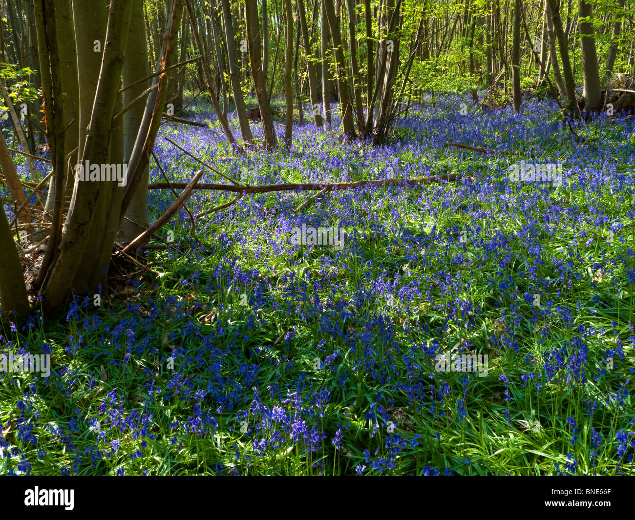 Bluebell commune dans les bois, Hyacinthoides non-scripta est une bulbeuse à floraison printanière des plantes vivaces Banque D'Images