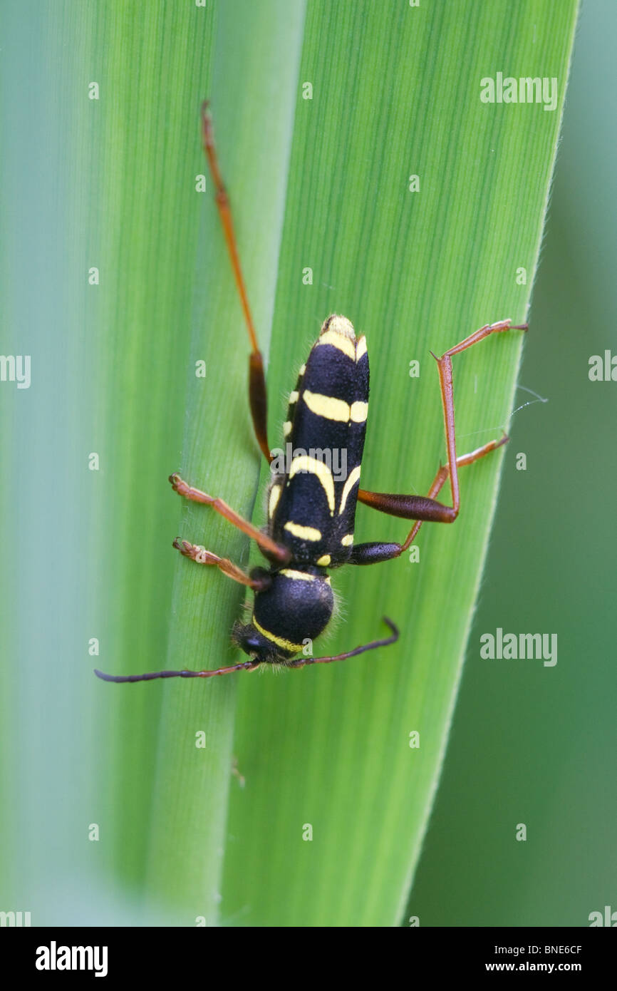 Wasp Beetle Clytus arietis adulte au repos sur une feuille Banque D'Images