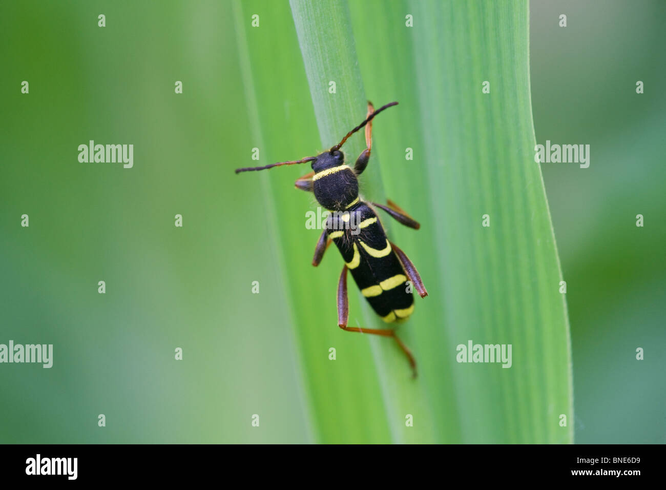 Wasp Beetle Clytus arietis adulte au repos sur une feuille Banque D'Images