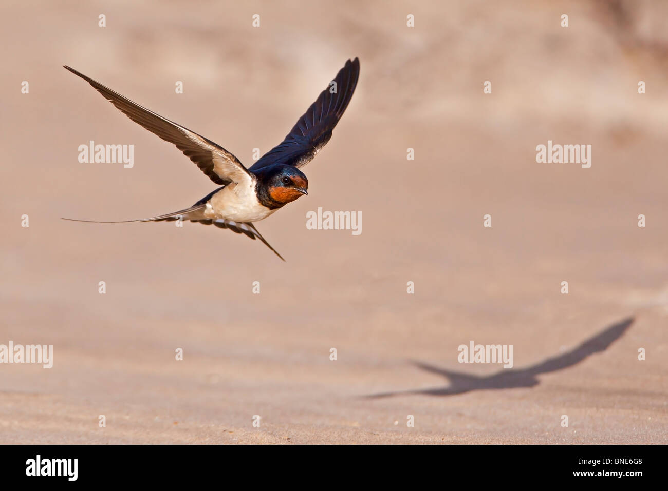 Swallow volant à basse altitude au-dessus d'une plage de sable avec une ombre. Banque D'Images