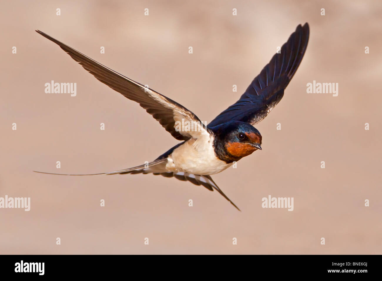 Swallow volant à basse altitude au-dessus d'une plage de sable fin. Banque D'Images