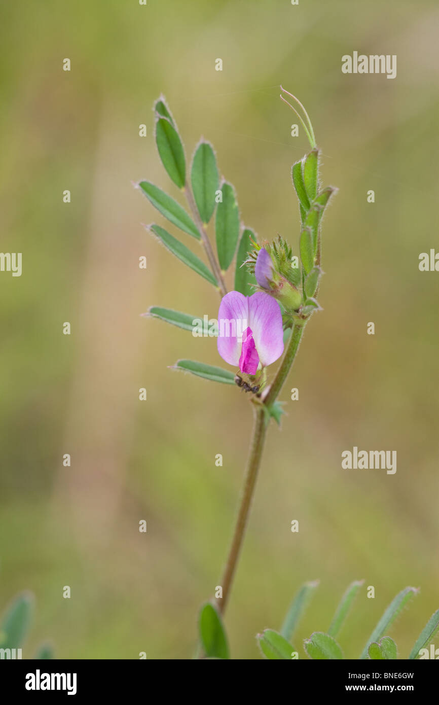 Vesce commune Vicia sativa close-up de plante en fleur Banque D'Images
