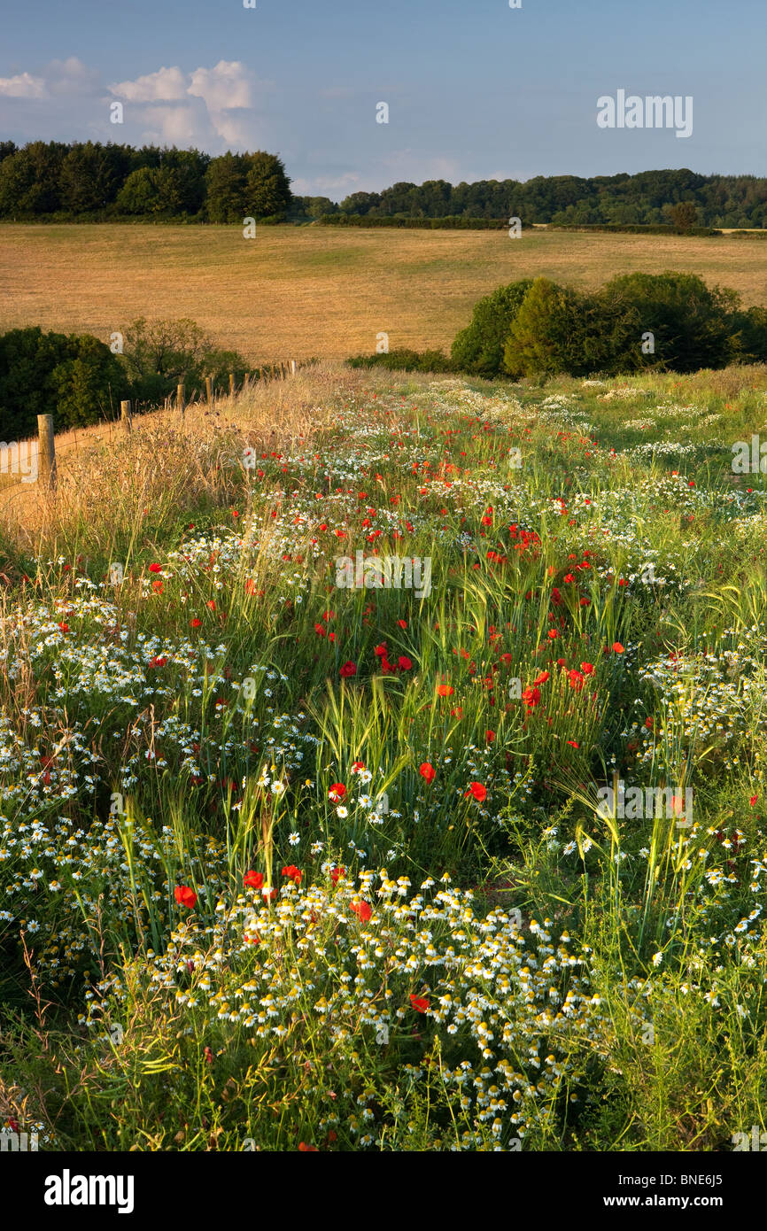 Assortiment de fleurs d'été sur le Cranborne Chase, Dorset, UK Banque D'Images