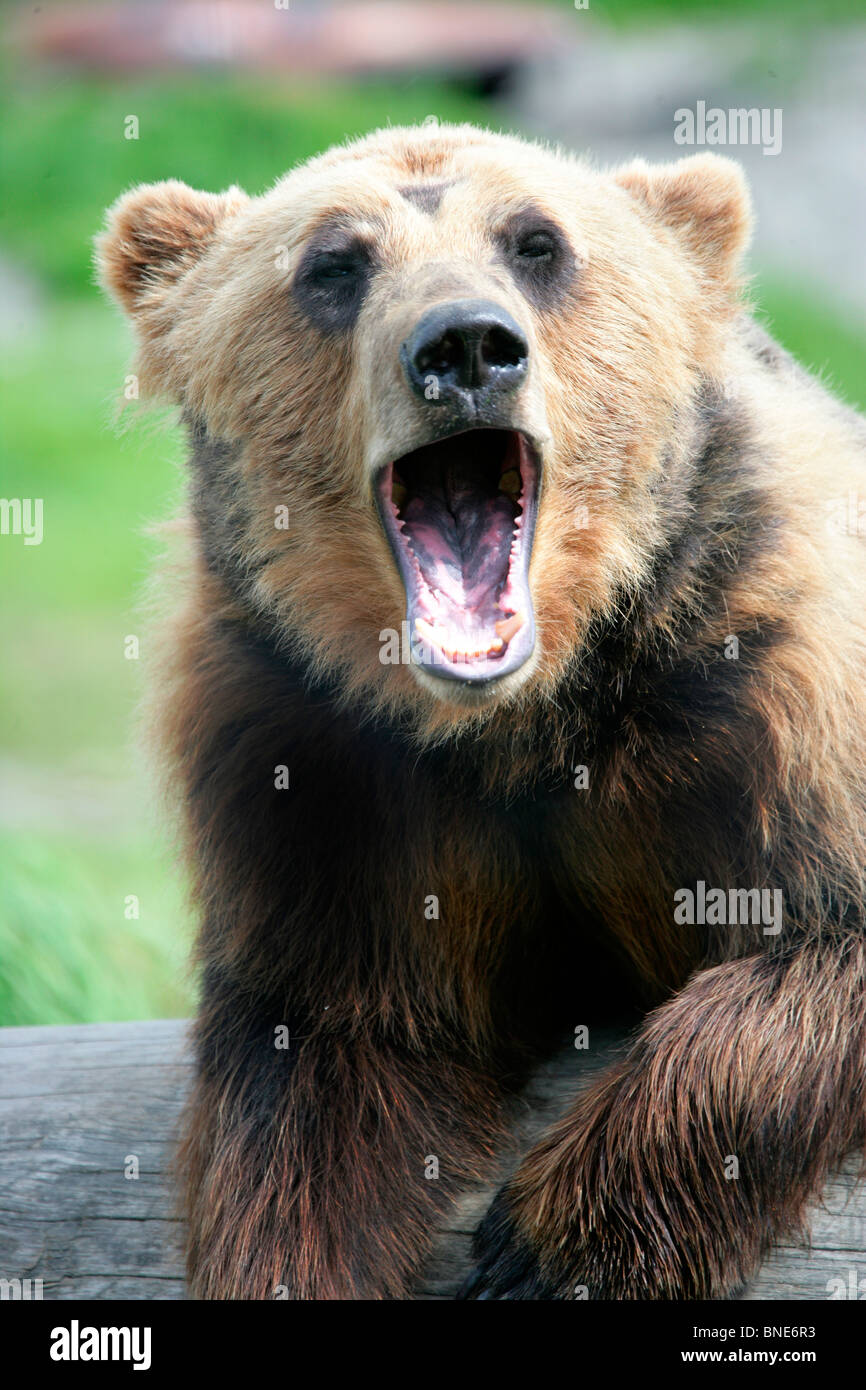 Close-up d'un grizzly (Ursus arctos horribilis), Alaska, USA Banque D'Images