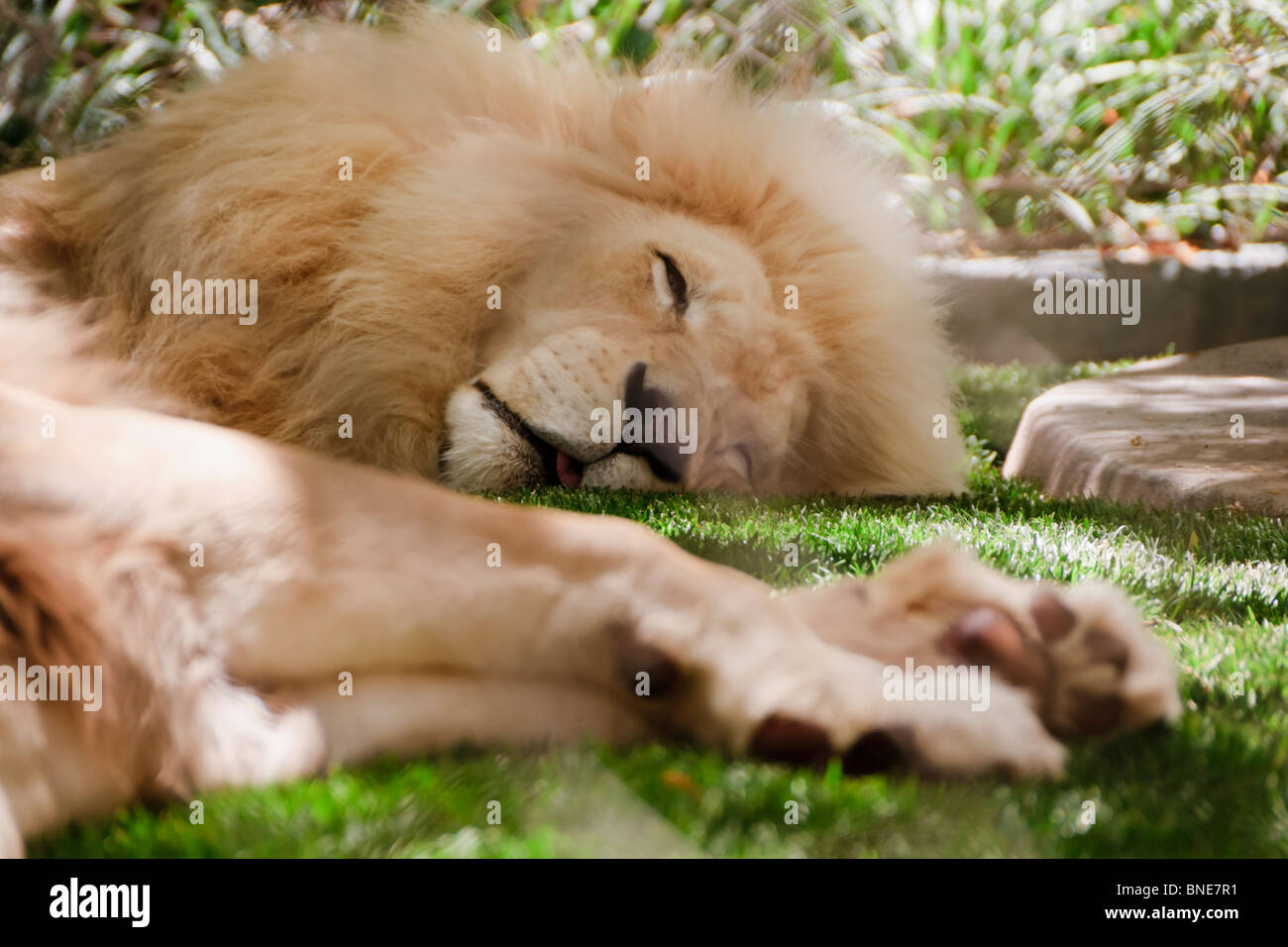 Seigfried & Roy's Secret Garden, un petit zoo. Lion Endormi. Le Mirage