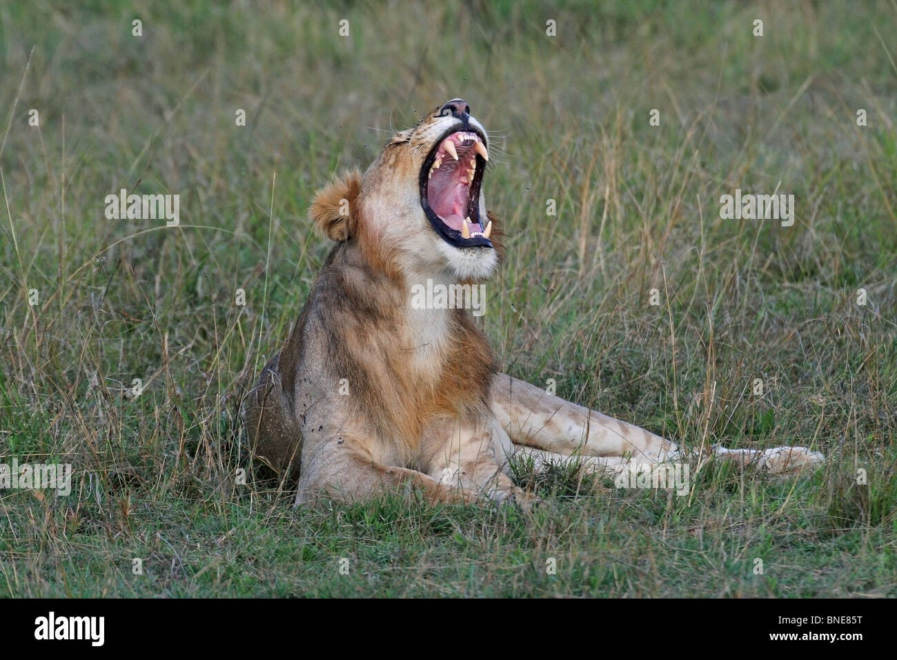 Un jeune lion bâille tout en vous relaxant dans le Masai Mara National Reserve, Kenya, Africa Banque D'Images