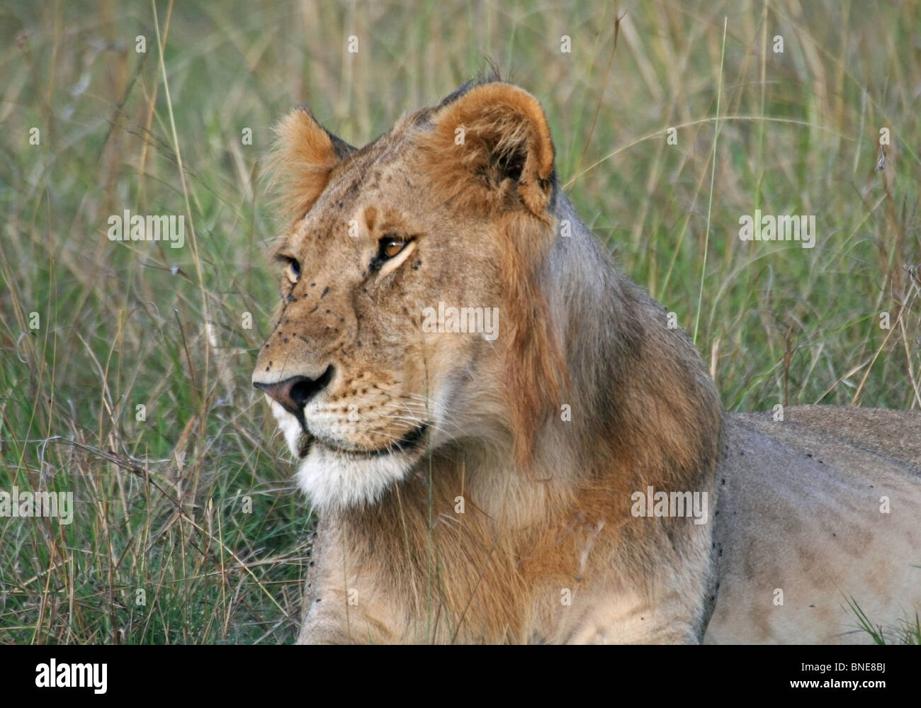Un jeune homme Lion portrait shot. Photo prise dans le Masai Mara National Reserve, Kenya, Afrique de l'Est. Banque D'Images