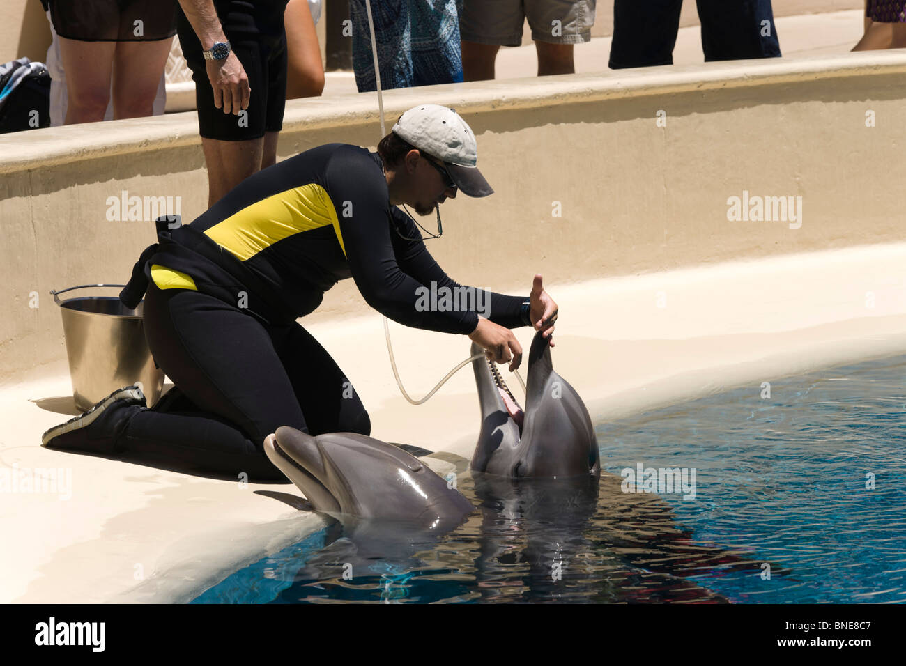 Nourrir les dauphins avec vitamine, d'huile et de liquide par les suppléments de tube. Le Mirage, un MGM resort hôtel sur le Strip de Las Vegas Banque D'Images