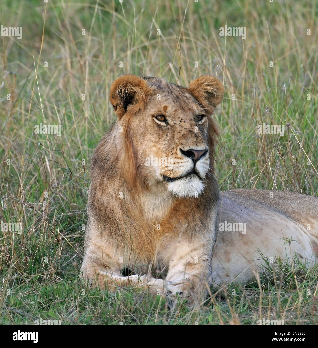 Un jeune homme Lion portrait shot. Photo prise dans le Masai Mara National Reserve, Kenya, Afrique de l'Est. Banque D'Images