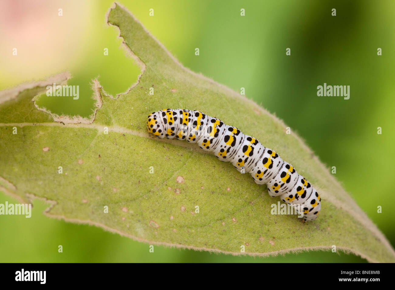 Mullein Moth Shagacuculia verbasco caterpillar l'alimentation d'une feuille de Molène Banque D'Images