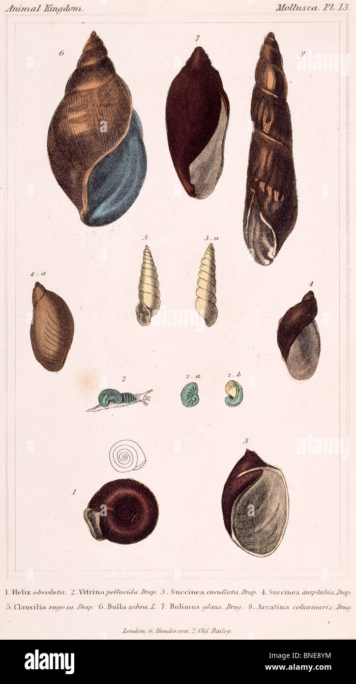 Mollusca - Pl .13, 19e siècle, Londres, gravures, lithographie couleur, Collection Privée Banque D'Images