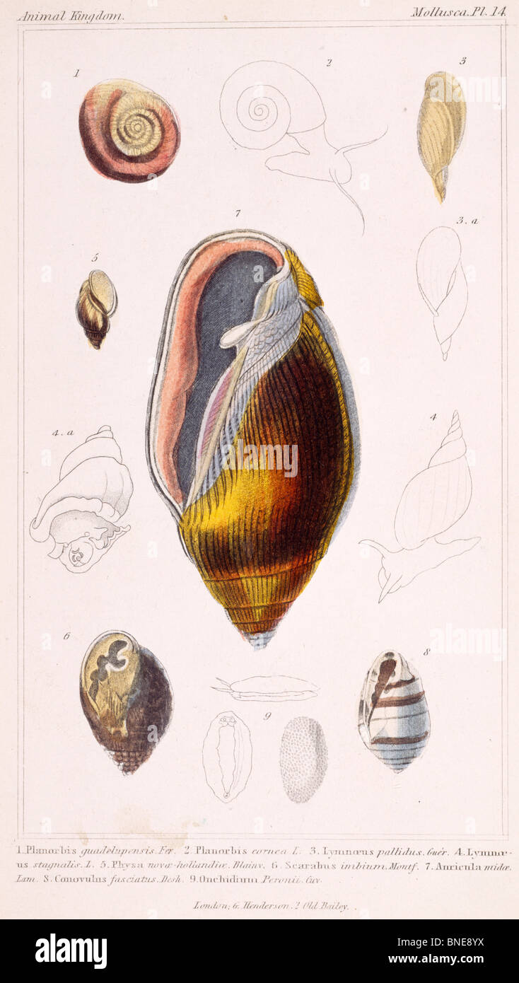 Mollusca - Pl .14, 19e siècle, Londres, gravures, lithographie couleur, Collection Privée Banque D'Images