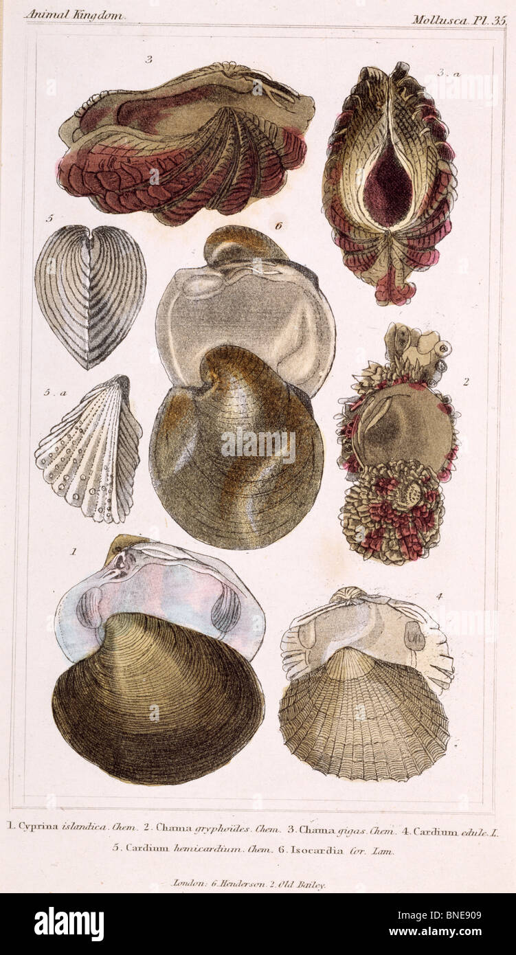 Mollusca - Pl .35, 19e siècle, Londres, gravures, lithographie couleur, Collection Privée Banque D'Images