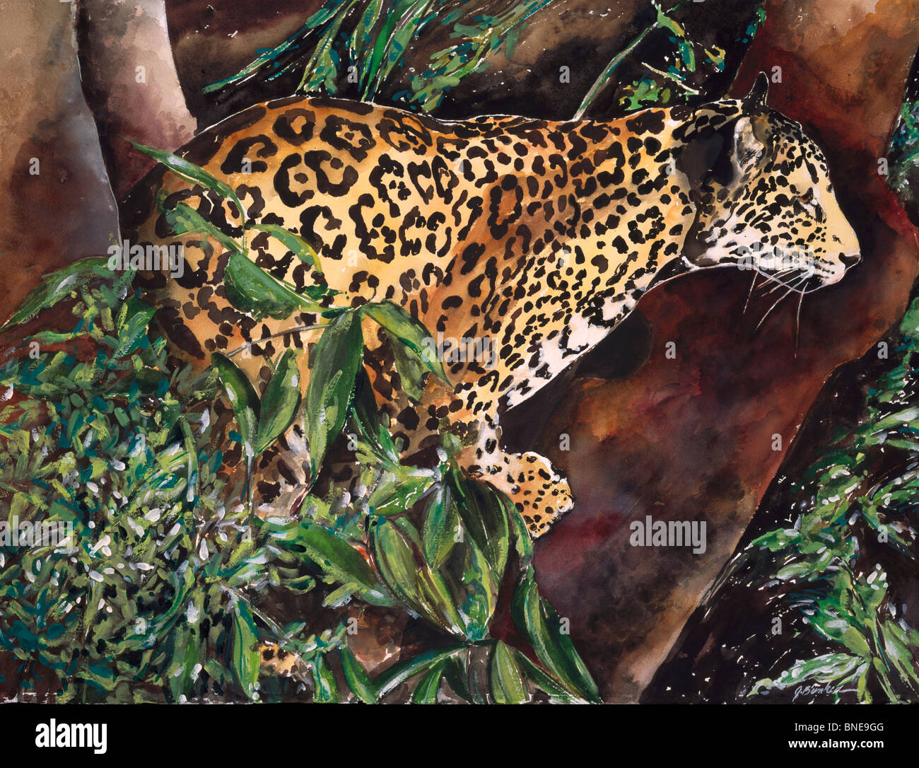 Jaguar dans l'arbre, par John Bunker, aquarelle, 2000, 20e siècle Banque D'Images