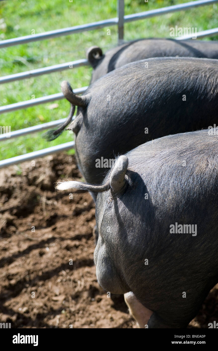 Trois wessex saddleback pig tails et à l'arrière debout dans un champ sur une journée ensoleillée Banque D'Images