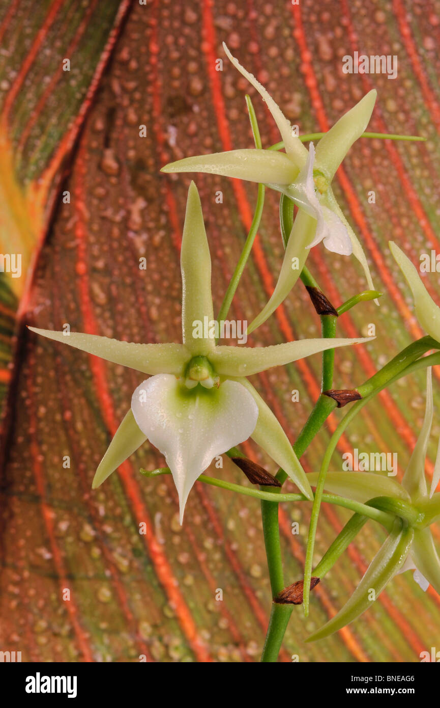Close-up of hybrid Angraecum fleurs Orchidglade Banque D'Images