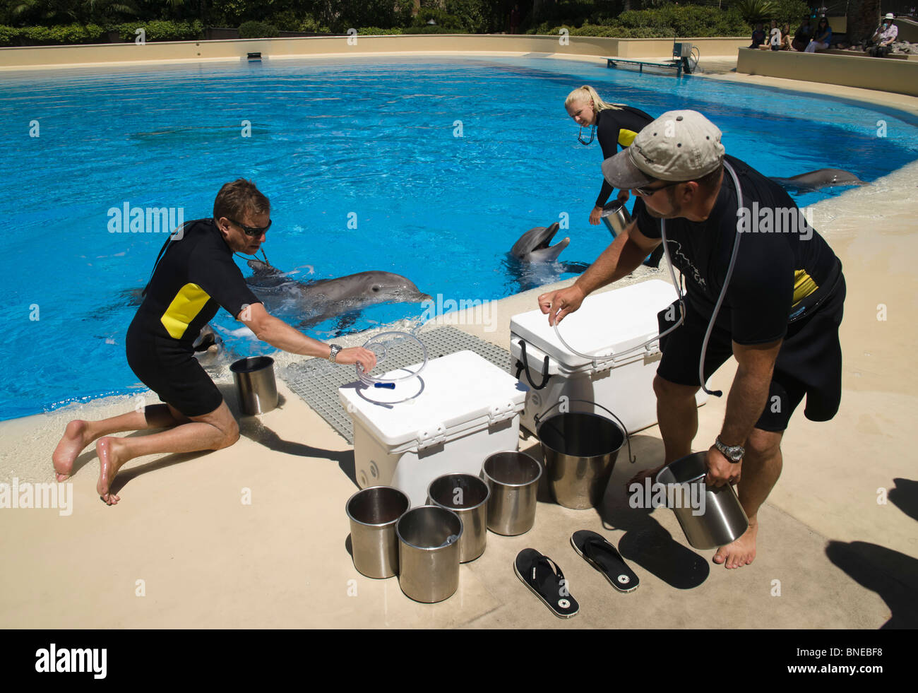 Nourrir les dauphins avec vitamine, d'huile et de liquide par les suppléments de tube. Le Mirage, un MGM resort hôtel sur le Strip de Las Vegas Banque D'Images