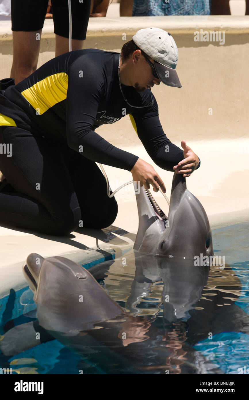 Nourrir les dauphins avec vitamine, d'huile et de liquide par les suppléments de tube. Le Mirage, un MGM resort hôtel sur le Strip de Las Vegas Banque D'Images
