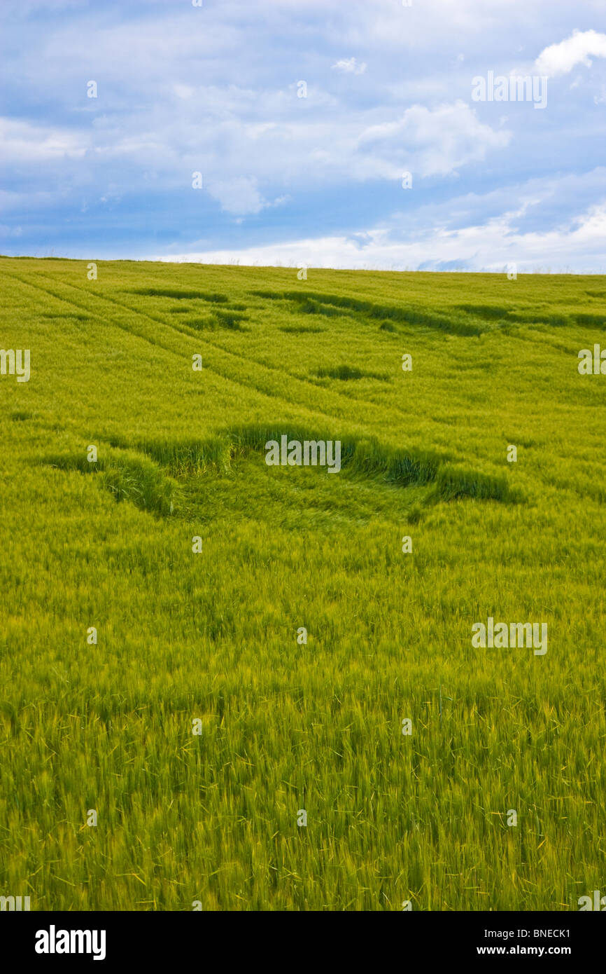 Champ de blé endommagé par le vent Banque D'Images