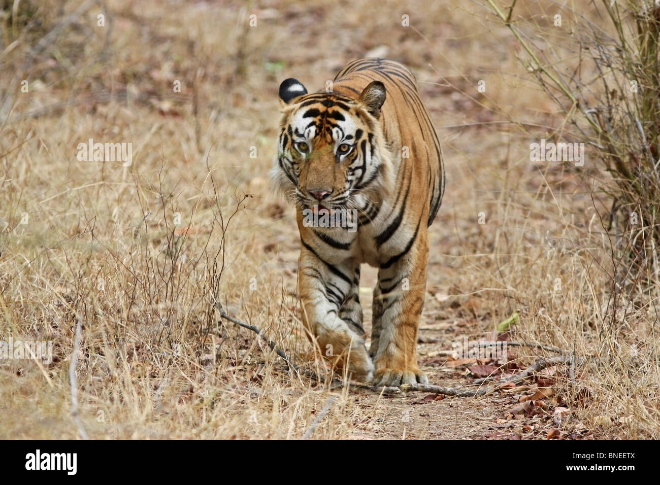 Un énorme tigre mâle venant sur la tête vers l'appareil photo dans les jungles de Bandhavgarh National Park, Inde Banque D'Images