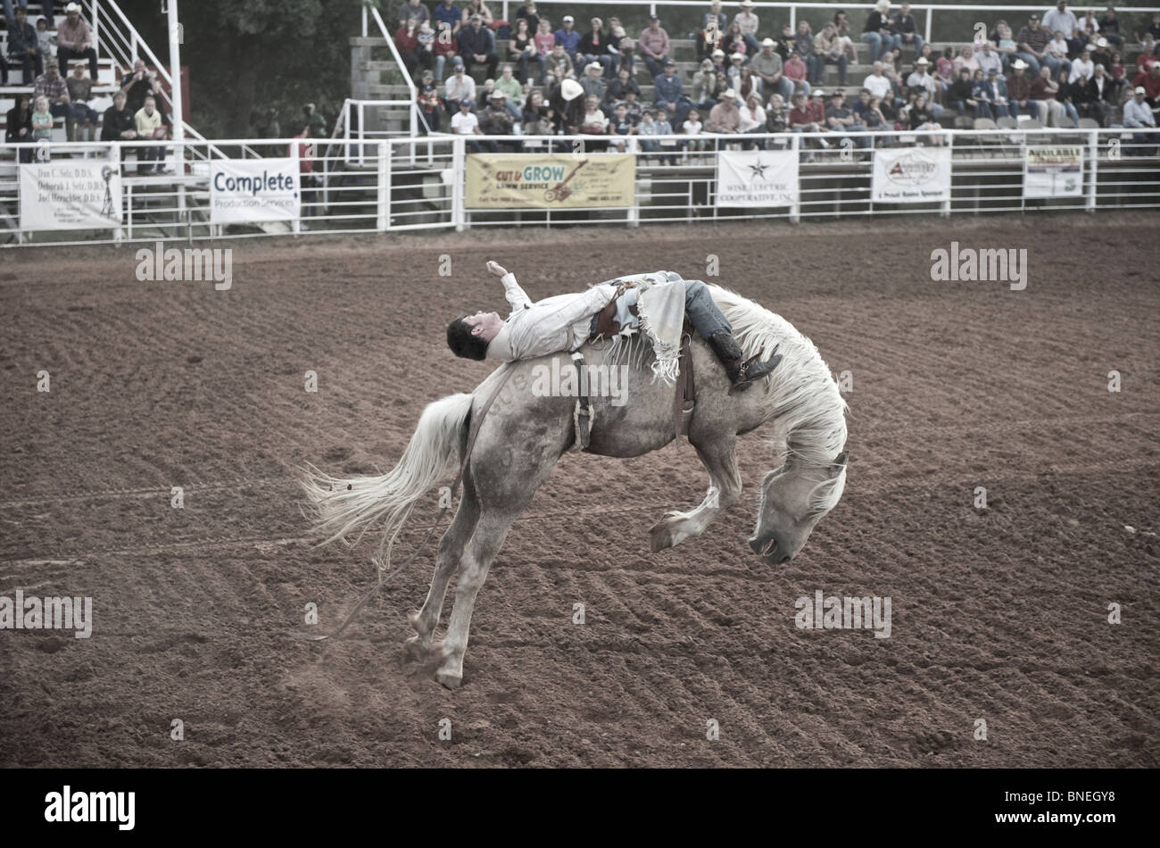 L'essayant de jeter Rodeo Cowboy membre de l'érythroblastopénie à partir de son retour à Petite-ville Bridgeport, Texas, États-Unis Banque D'Images